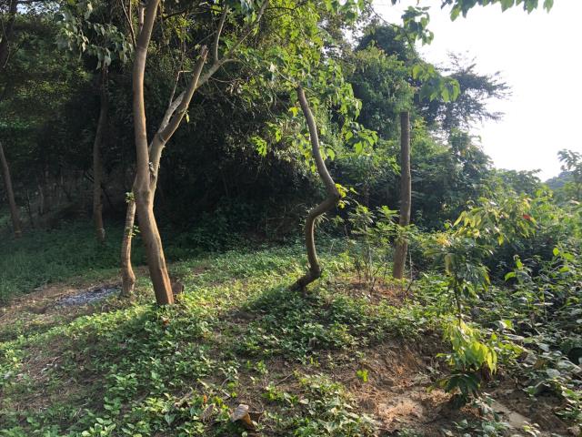 台中太平農地_山坡地-9