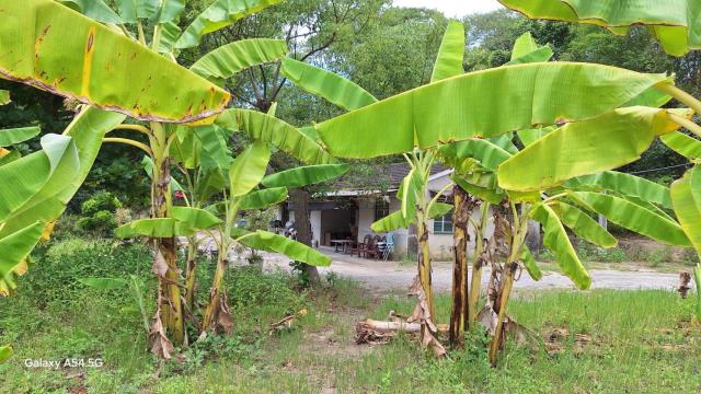台南左鎮農地-2