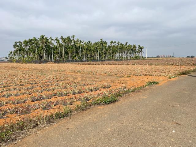民雄農地-2