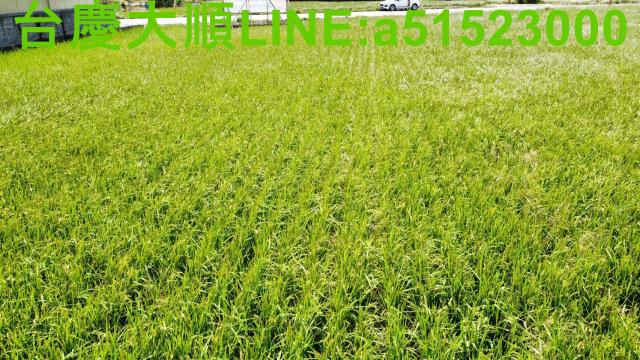 新豐農地-6