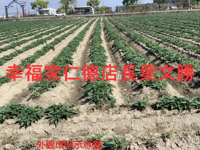 善化農地-6