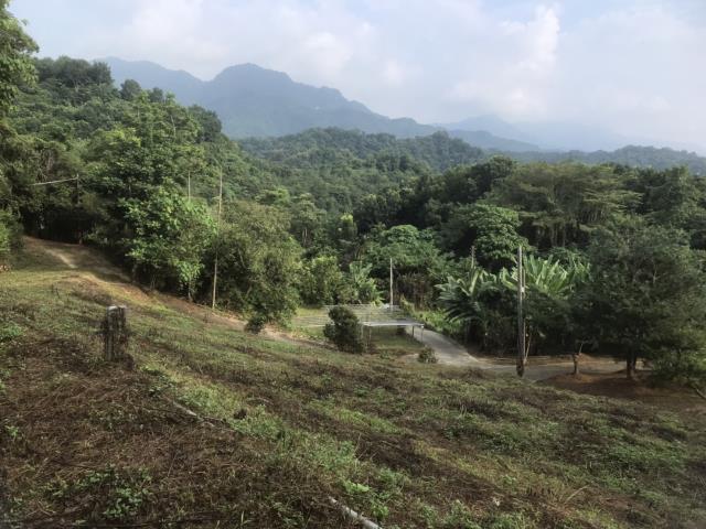 太平農地_山坡地-15