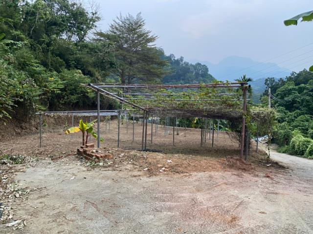 太平農地_山坡地-8