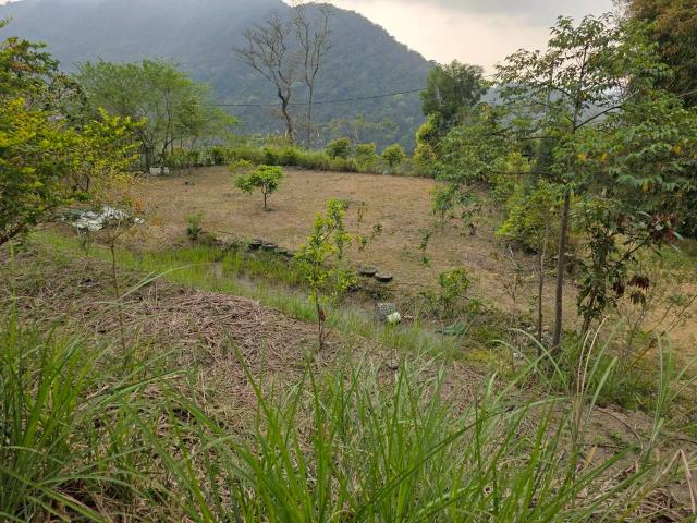 新竹橫山農地_林地-10