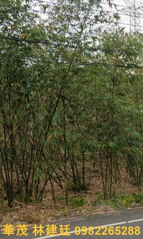 梅山法拍農地-3