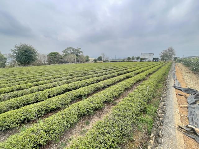 南投名間農地-4