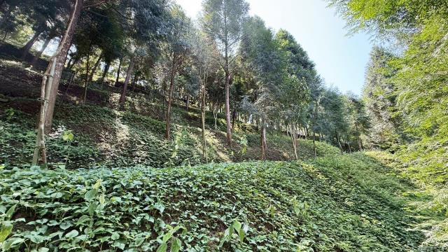 新竹橫山農地_山坡地-14