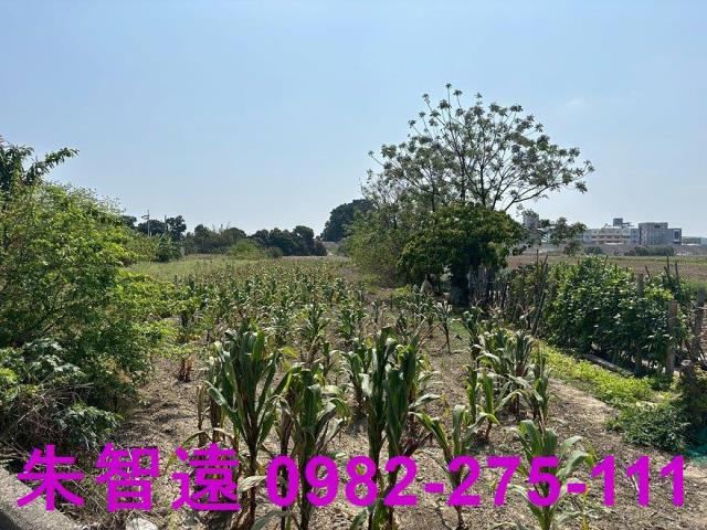善化農地-5