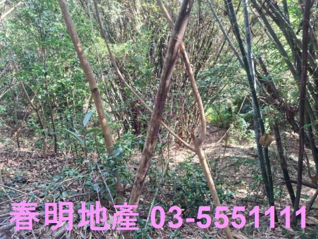 新竹寶山農地-3