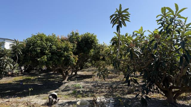 台中后里農地-2