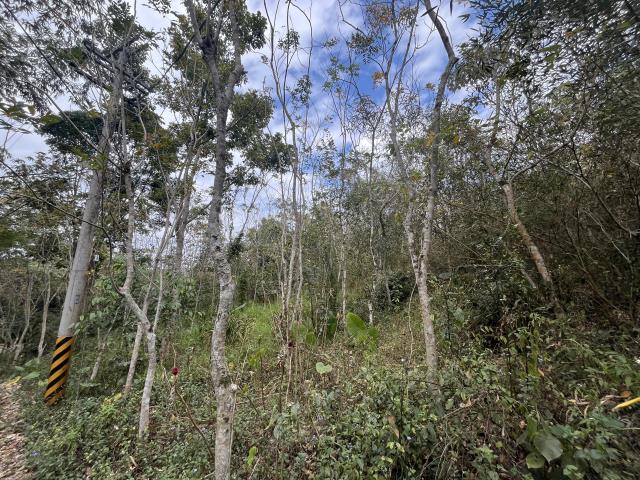 南投鹿谷農地-8