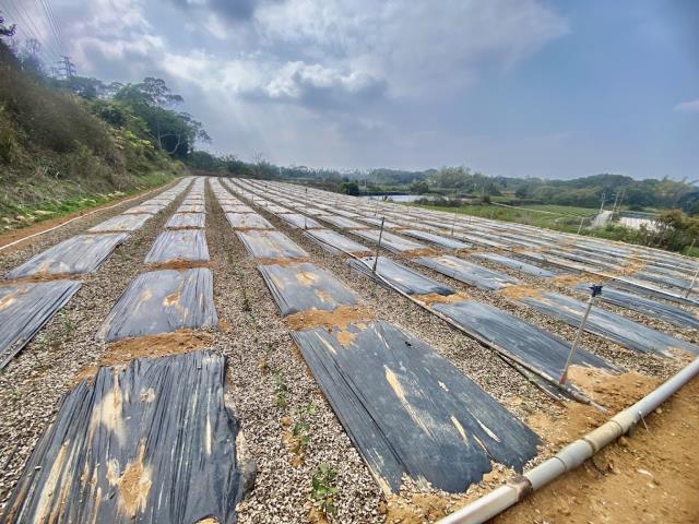 名間三崙茶園農地