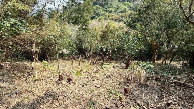 關西農地_山坡地-15