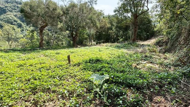 新竹關西農地-6