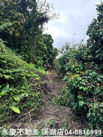 永靖農地-4