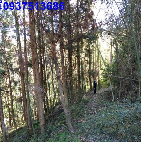 新竹原住民保留地-8