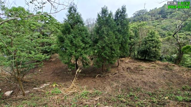 北埔農地_山坡地_休閒地-7