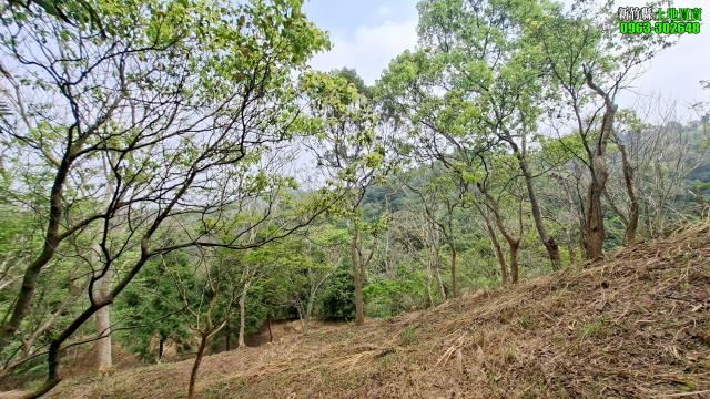 北埔農地_山坡地_休閒地-9