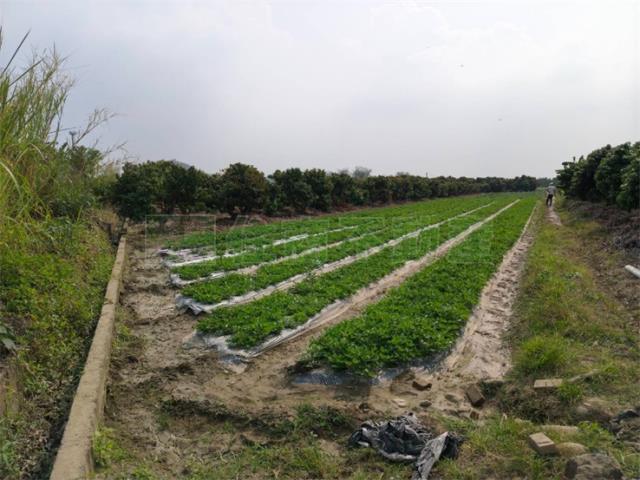 高雄美濃農地-4