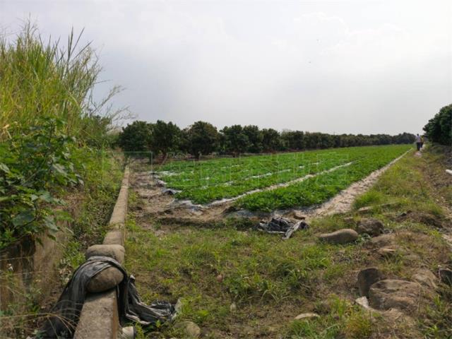 高雄美濃農地-5