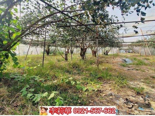 高雄燕巢農地-11