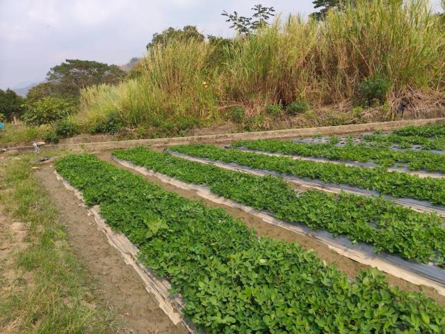 高雄美濃農地-3