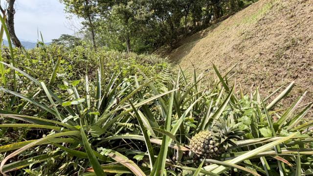 新竹北埔農地_山坡地-5