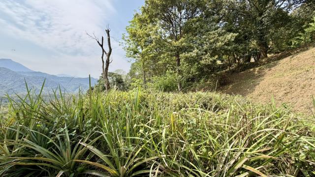 新竹北埔農地_山坡地-9