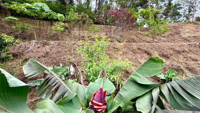 新竹北埔農地-9