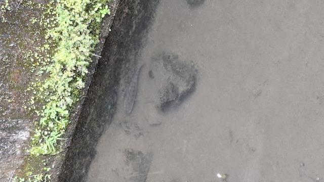 台中石岡農地_休閒地-9