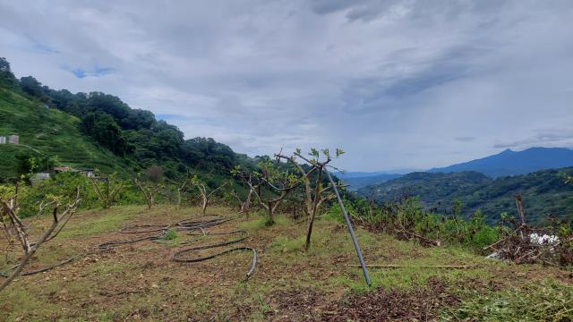 東勢農地_休閒地-1