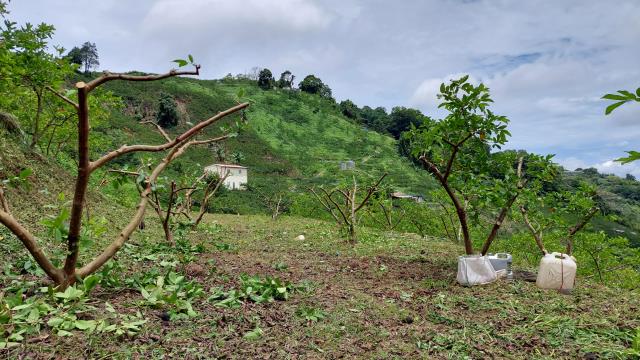 東勢農地_休閒地-3
