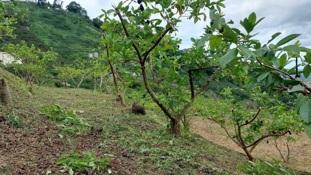 東勢農地_休閒地-4