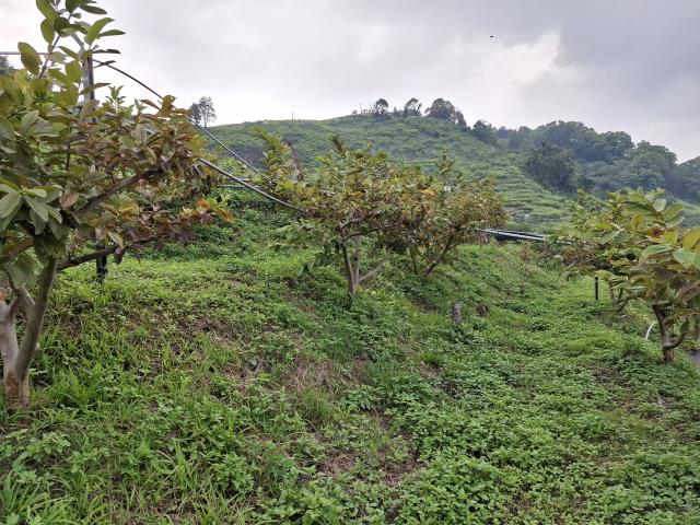 東勢農地_休閒地-8