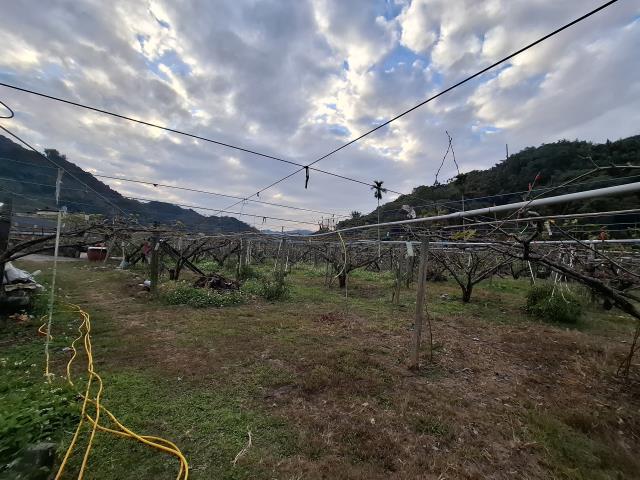 東勢農地_休閒地-5