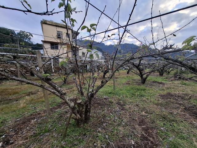 東勢農地_休閒地-6