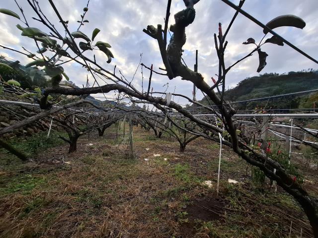 東勢農地_休閒地-7