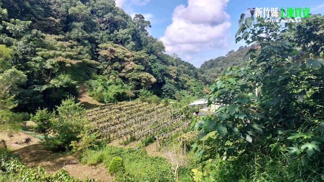 三灣農地_山坡地-4