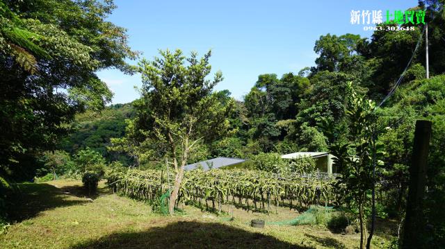 三灣農地_山坡地-5