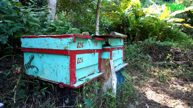 三灣農地_山坡地-6