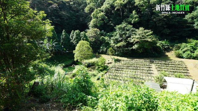 三灣農地_山坡地-7