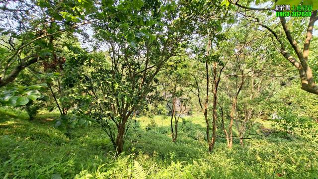 新竹峨眉農地_山坡地_休閒地-13