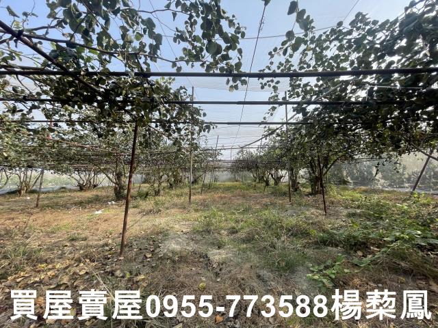 高雄燕巢農地-10