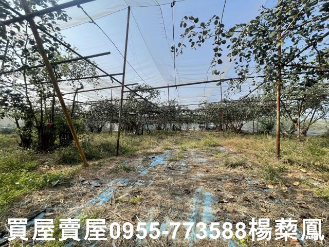 高雄燕巢農地-11