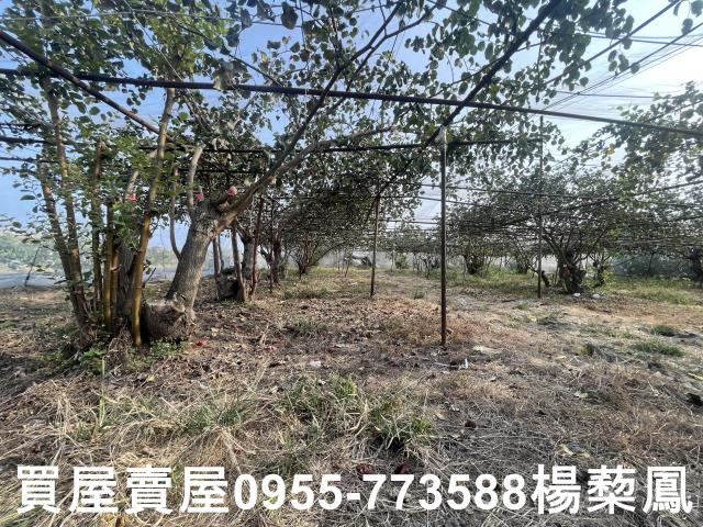 高雄燕巢農地-5