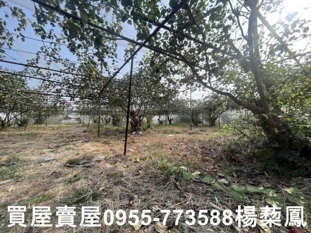 高雄燕巢農地-7