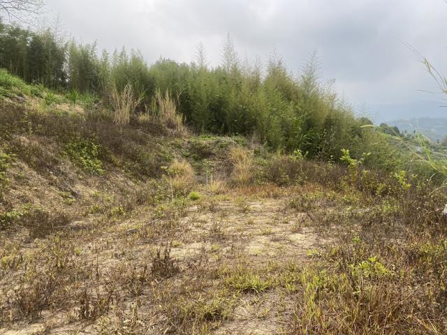 台中東勢農地_山坡地-8