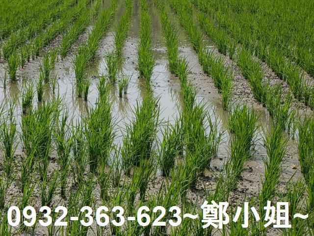 桃園桃園區農地-3