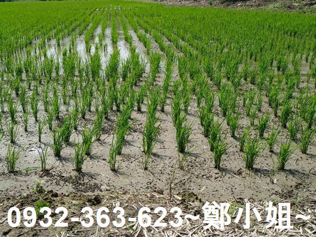 桃園桃園區農地-4