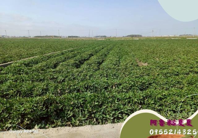 嘉義湖子內店富鑫阿魯米與夏夏建地農地買賣台灣房屋嘉義湖子內店